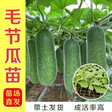 毛瓜苗，春秋早熟高产