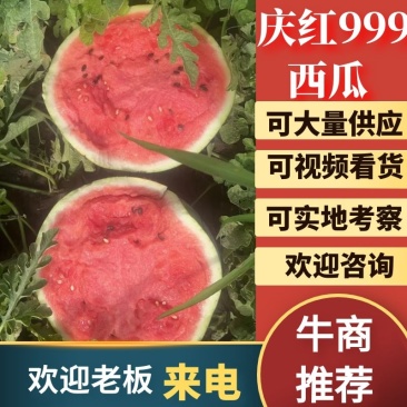 内蒙古精庆红999地雷瓜大量上市诚信经营远程看货代发全国