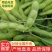 精品毛豆山东翠绿宝毛豆量大从优质优价廉对接全国