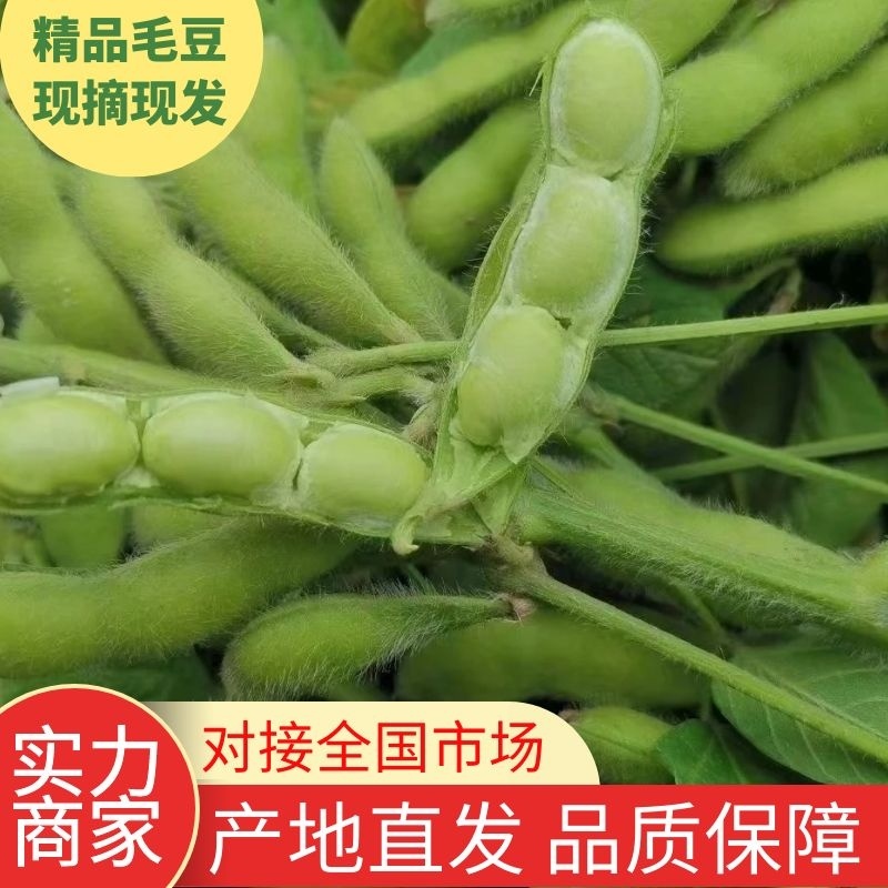 精品毛豆山东翠绿宝毛豆量大从优质优价廉对接全国