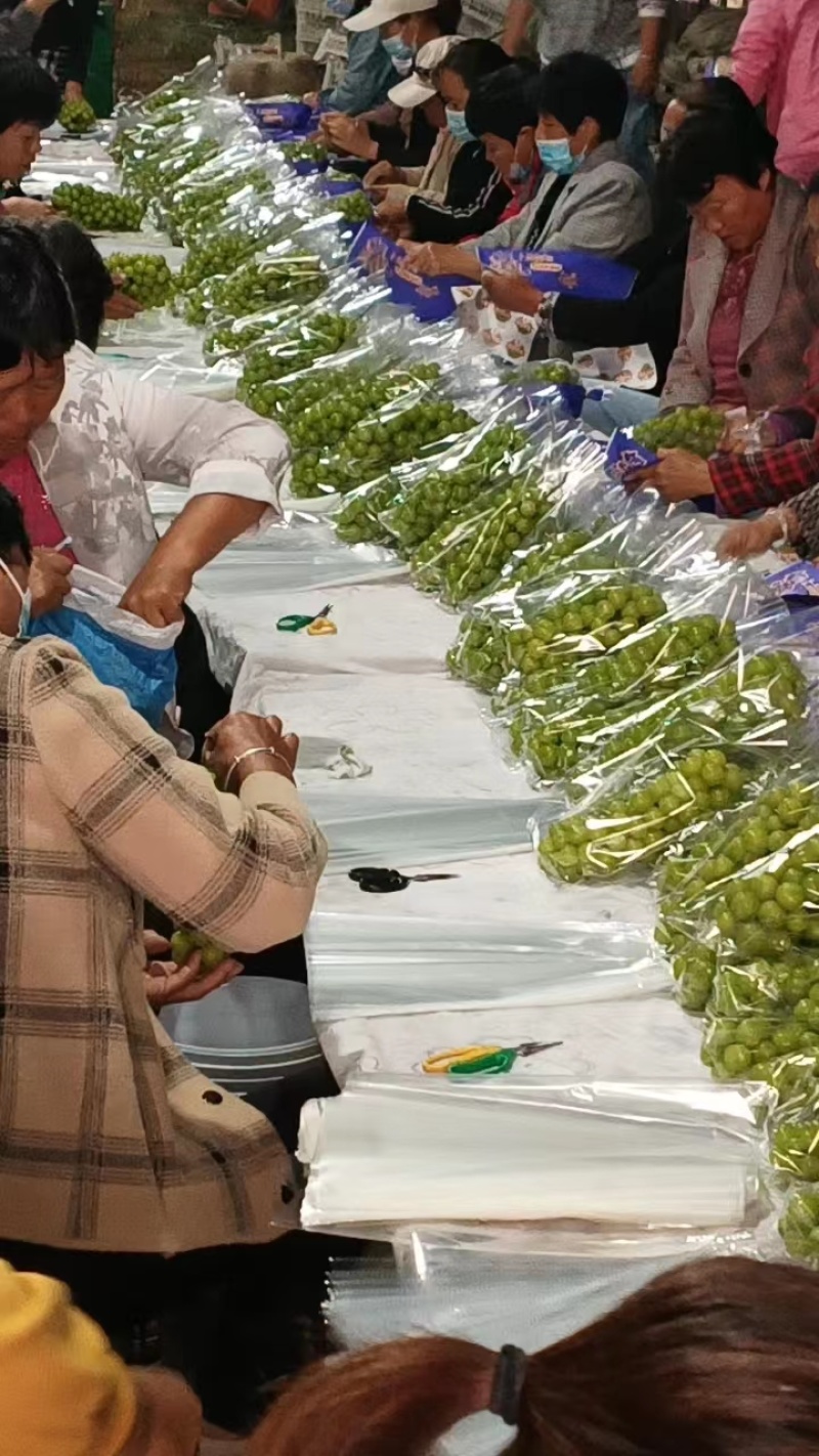 【实力】精品阳光玫瑰葡萄，果园直采，严选品质，可视频看货