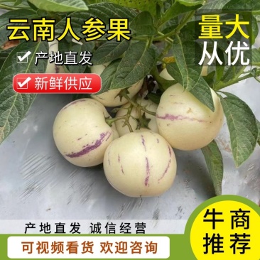 【精品】云南人参果基地供应香甜爽口皮薄肉厚汁多现货