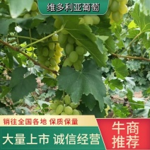 宁夏维多利亚葡萄即将上市质量保证整车批发可视频