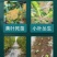 黄叶死苗一喷绿氨基酸叶面肥
