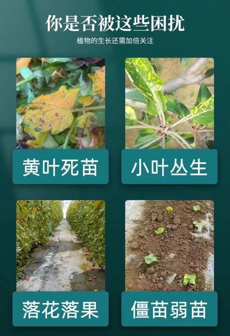 黄叶死苗一喷绿氨基酸叶面肥