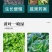 黄叶死苗一喷绿氨基酸叶面肥