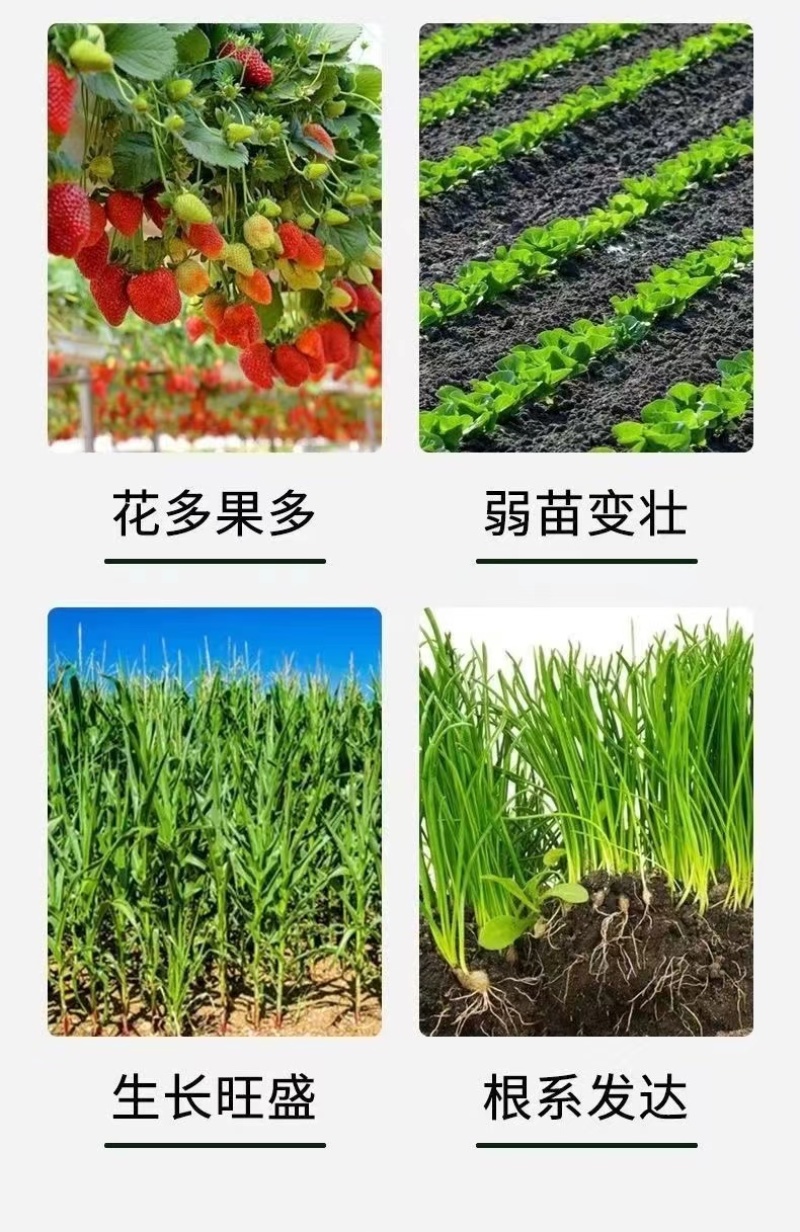 黄叶死苗一喷绿氨基酸叶面肥