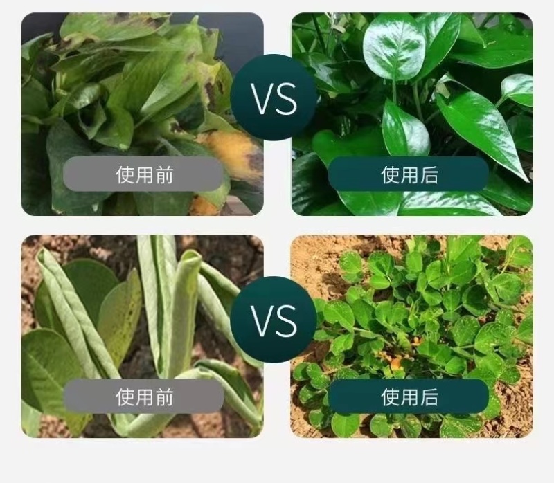黄叶死苗一喷绿氨基酸叶面肥