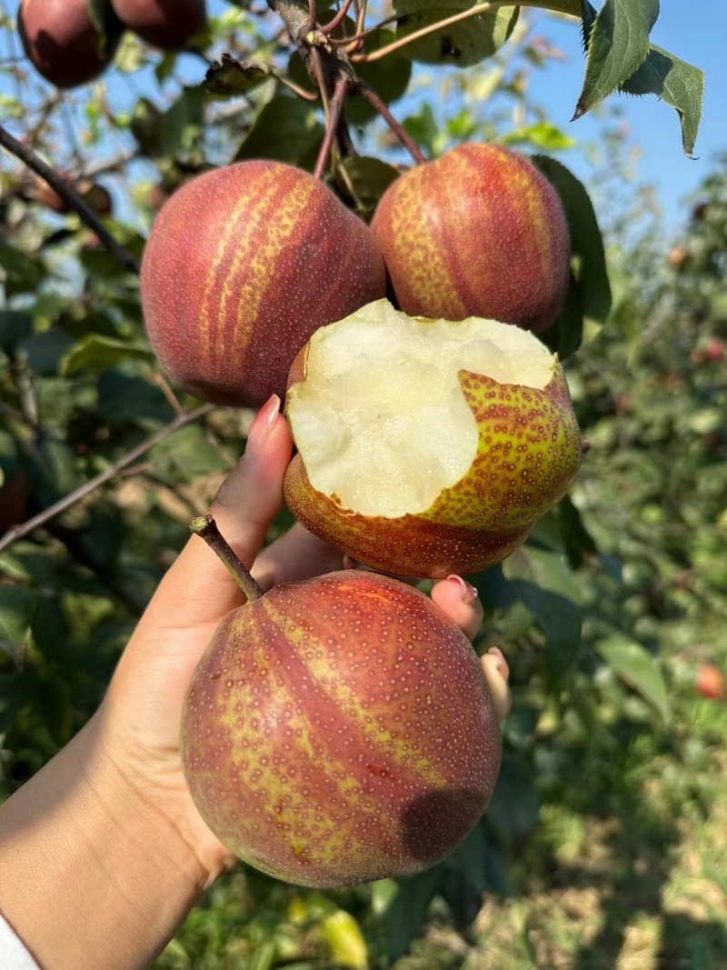 预售一件代发彩虹梨口感好甜度高产地直发一手货源