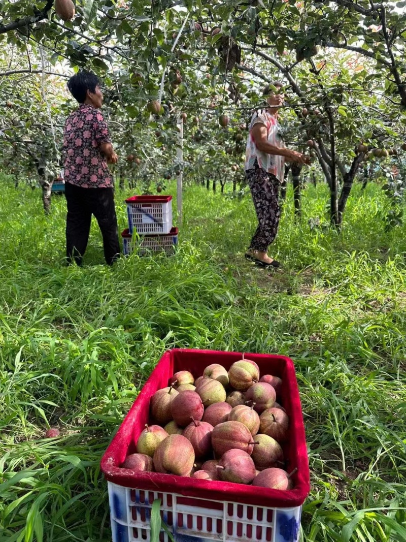 预售一件代发彩虹梨口感好甜度高产地直发一手货源