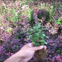 红叶小檗绿篱色块苗紫叶小檗苗红叶小波行道园林工程绿化苗木