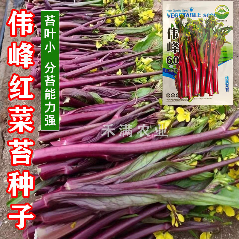 原产地武汉洪山红菜苔种子种籽蔬菜种子四季菜心北方南方冬季