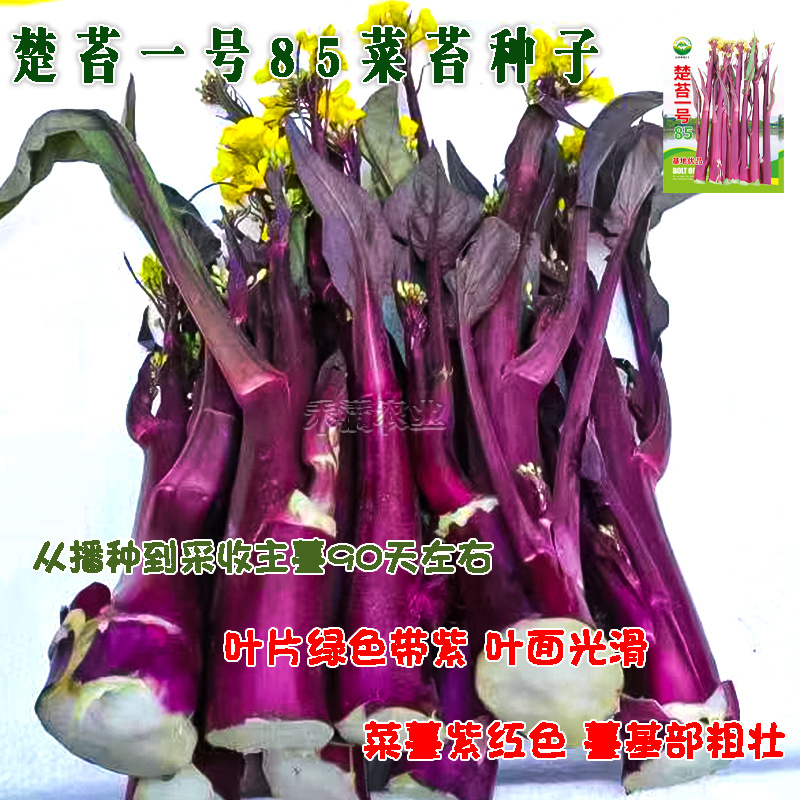 楚苔一号武汉红菜苔种子粗大型带蜡粉口感甜脆红菜苔种籽