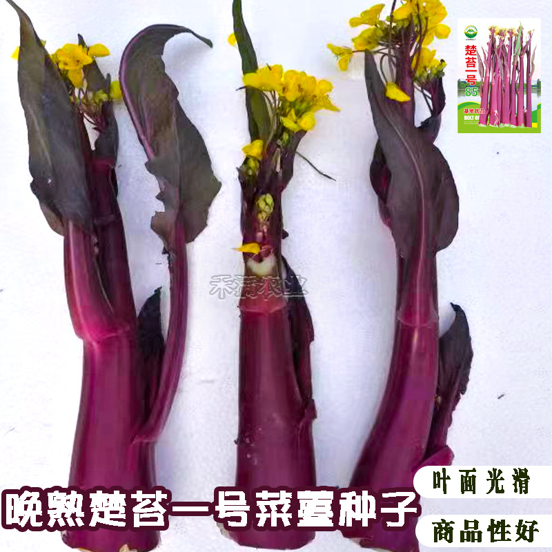 楚苔一号武汉红菜苔种子粗大型带蜡粉口感甜脆红菜苔种籽