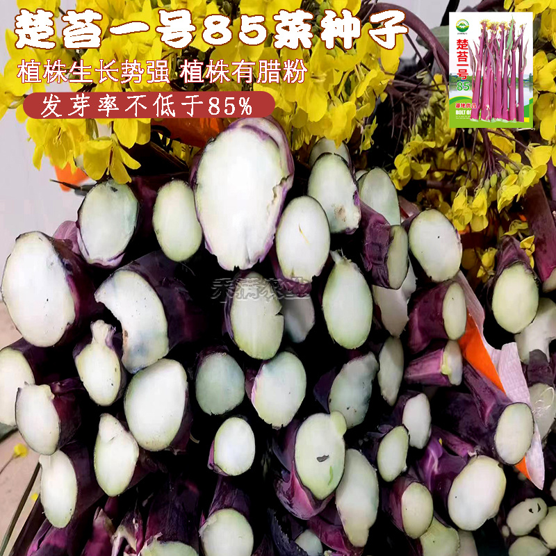 楚苔一号武汉红菜苔种子粗大型带蜡粉口感甜脆红菜苔种籽