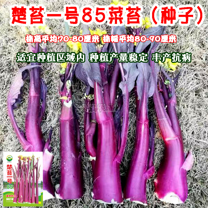 楚苔一号武汉红菜苔种子粗大型带蜡粉口感甜脆红菜苔种籽