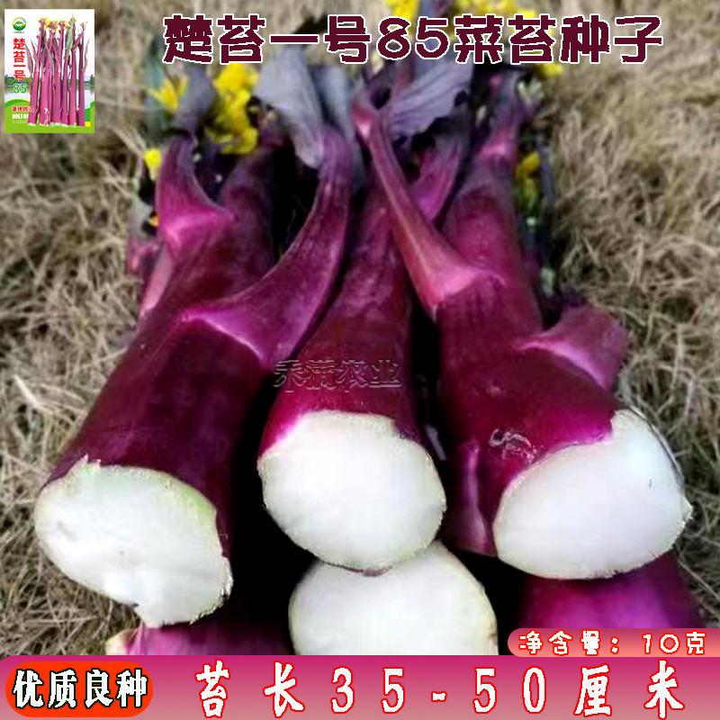 楚苔一号武汉红菜苔种子粗大型带蜡粉口感甜脆红菜苔种籽
