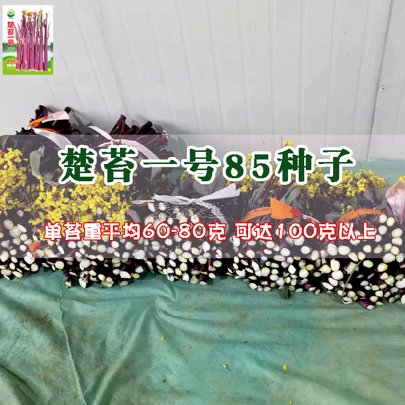 楚苔一号武汉红菜苔种子粗大型带蜡粉口感甜脆红菜苔种籽