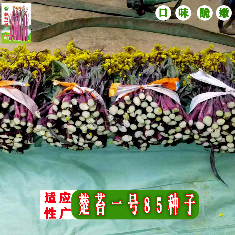 楚苔一号武汉红菜苔种子粗大型带蜡粉口感甜脆红菜苔种籽