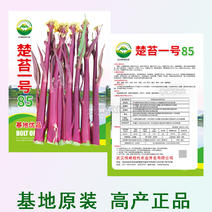 楚苔一号武汉红菜苔种子粗大型带蜡粉口感甜脆红菜苔种籽