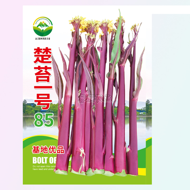 楚苔一号武汉红菜苔种子粗大型带蜡粉口感甜脆红菜苔种籽