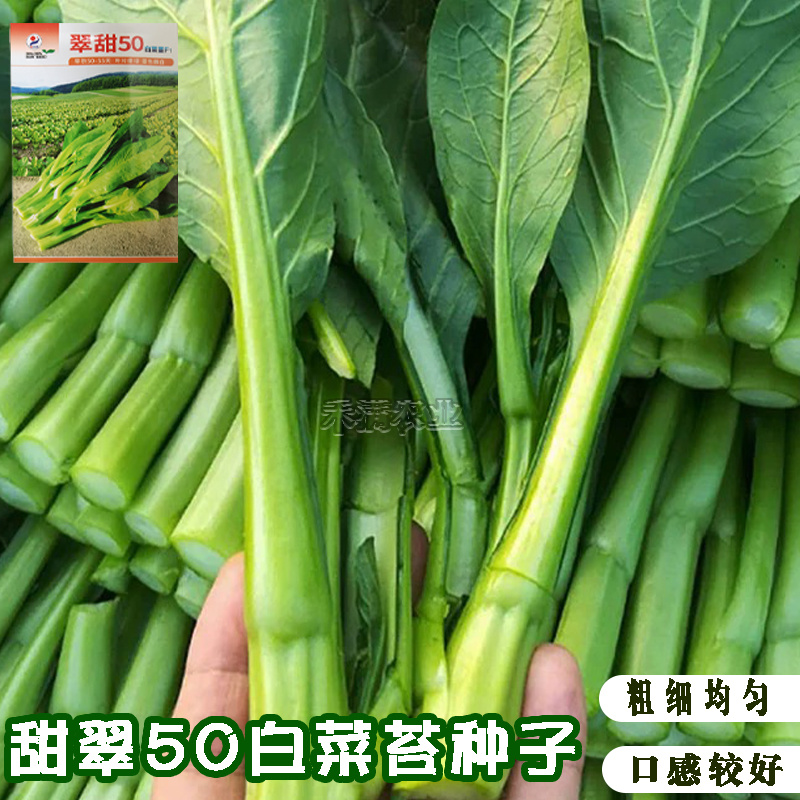 基地翠甜菜苔50天70天早熟白菜苔种子耐热抗热小白菜苔种