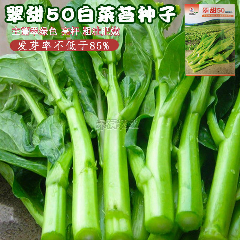 基地翠甜菜苔50天70天早熟白菜苔种子耐热抗热小白菜苔种