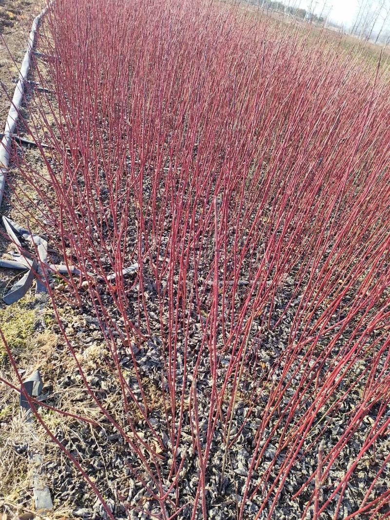 红瑞木树红梗木凉子木红杆麻球红柳红马球庭院绿化工程植物苗