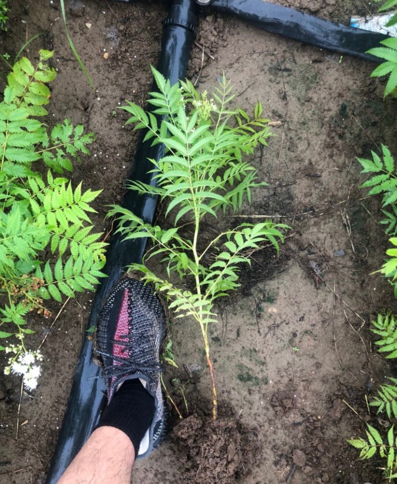 珍珠梅花卉盆栽别墅庭院工程绿化苗木夏季开花植物可盆栽芳香