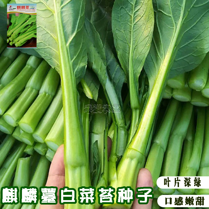 基地优品麒麟白菜苔种子120天晚熟耐寒越冬小白菜苔种子