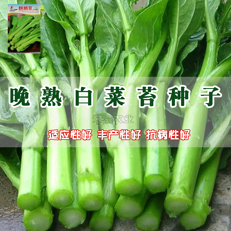 基地优品麒麟白菜苔种子120天晚熟耐寒越冬小白菜苔种子