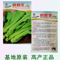 基地优品麒麟白菜苔种子120天晚熟耐寒越冬小白菜苔种子
