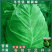 包菜种籽牛心甘蓝种子春丰甘兰春秋包菜夏秋四季绿蔬菜种孑春