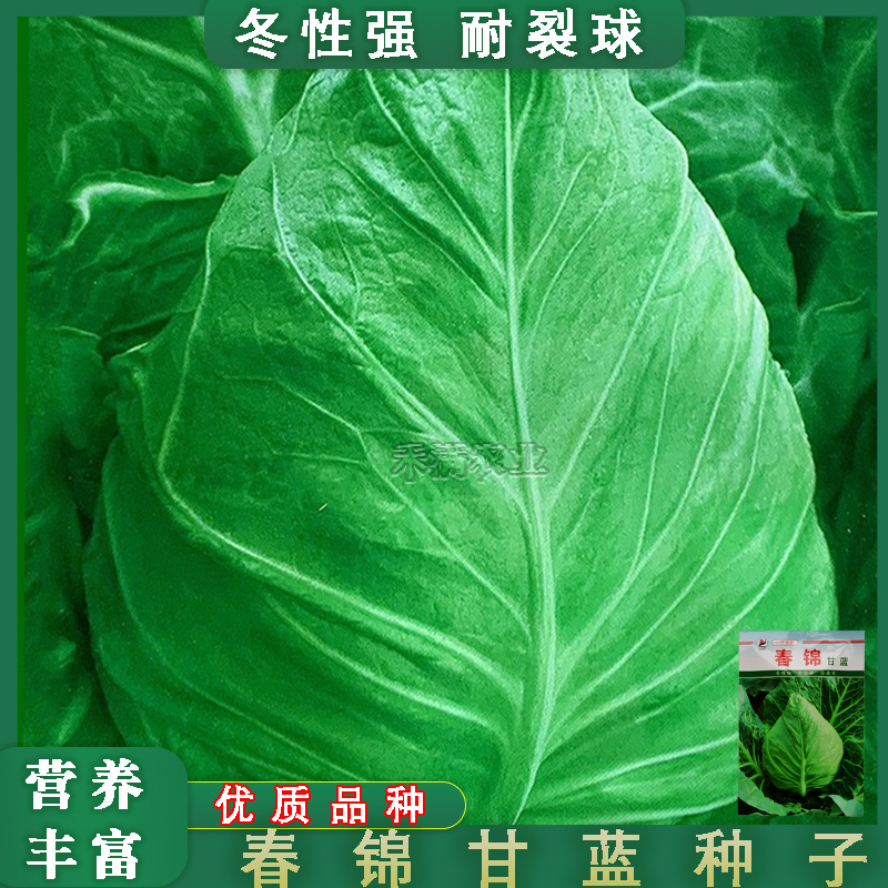 包菜种籽牛心甘蓝种子春丰甘兰春秋包菜夏秋四季绿蔬菜种孑春