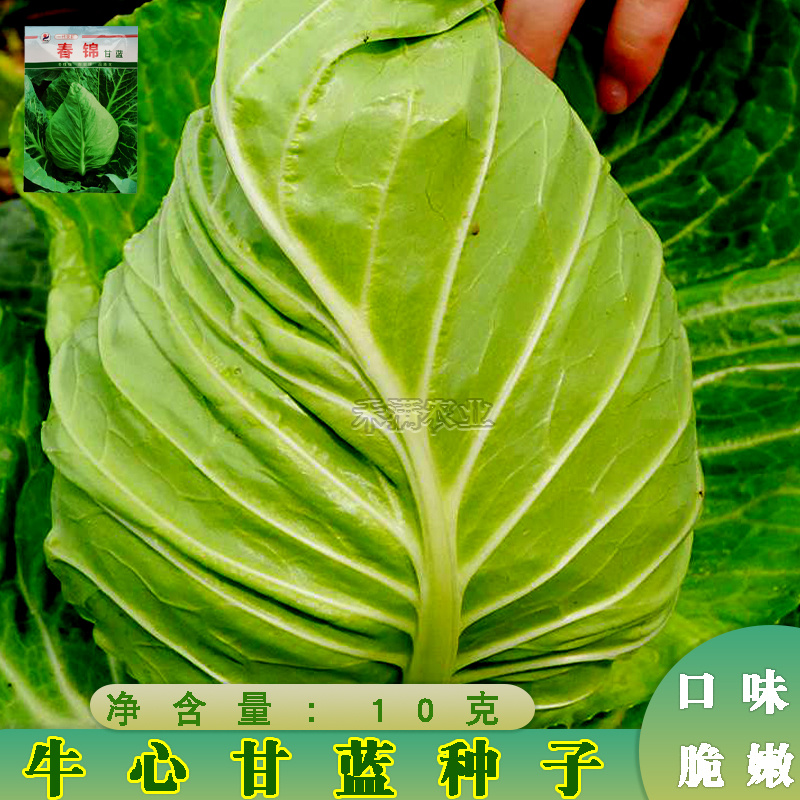 包菜种籽牛心甘蓝种子春丰甘兰春秋包菜夏秋四季绿蔬菜种孑春