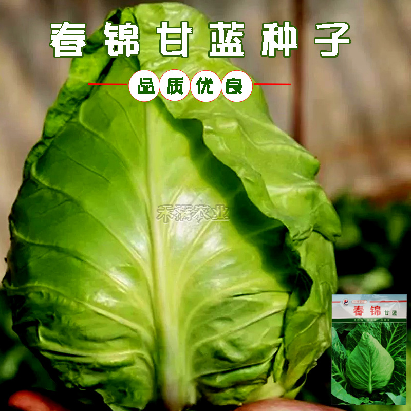 包菜种籽牛心甘蓝种子春丰甘兰春秋包菜夏秋四季绿蔬菜种孑春