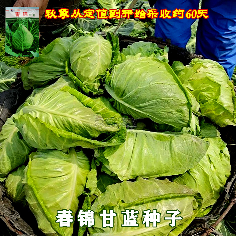 包菜种籽牛心甘蓝种子春丰甘兰春秋包菜夏秋四季绿蔬菜种孑春