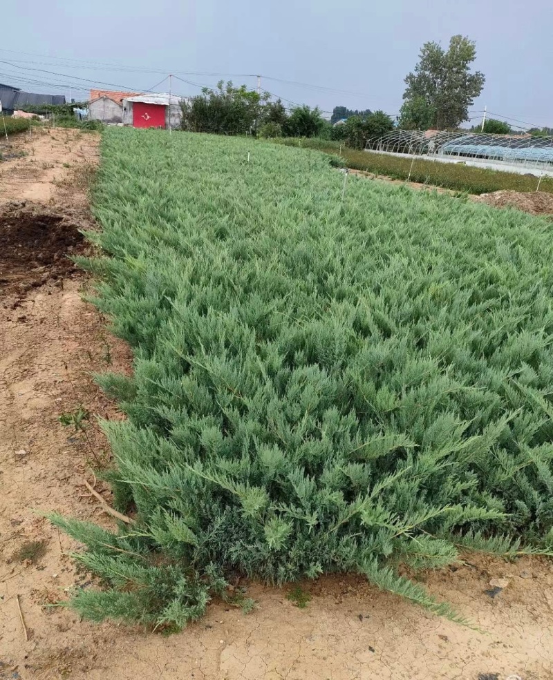 沙地柏地柏苗柏树铺地柏盆景造型素材苗绿化工程四季常青庭院