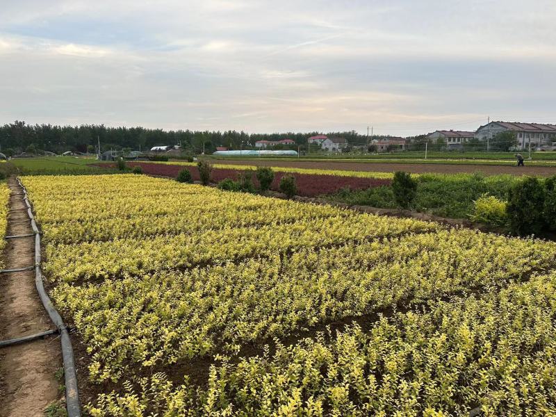 沙地柏地柏苗柏树铺地柏盆景造型素材苗绿化工程四季常青庭院