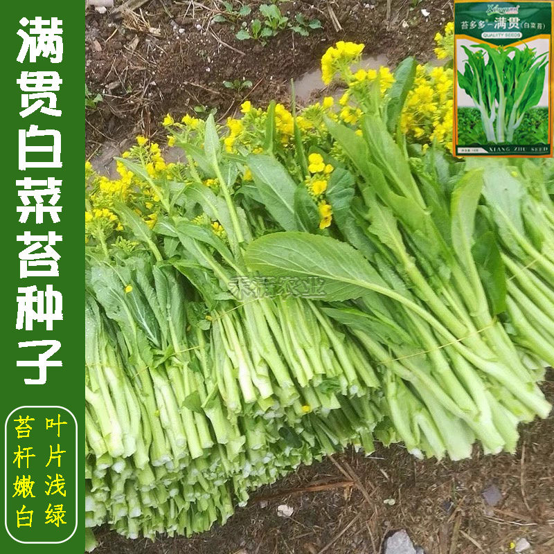 基地优品白菜苔小白菜苔种子抗病高产耐热抗寒10g