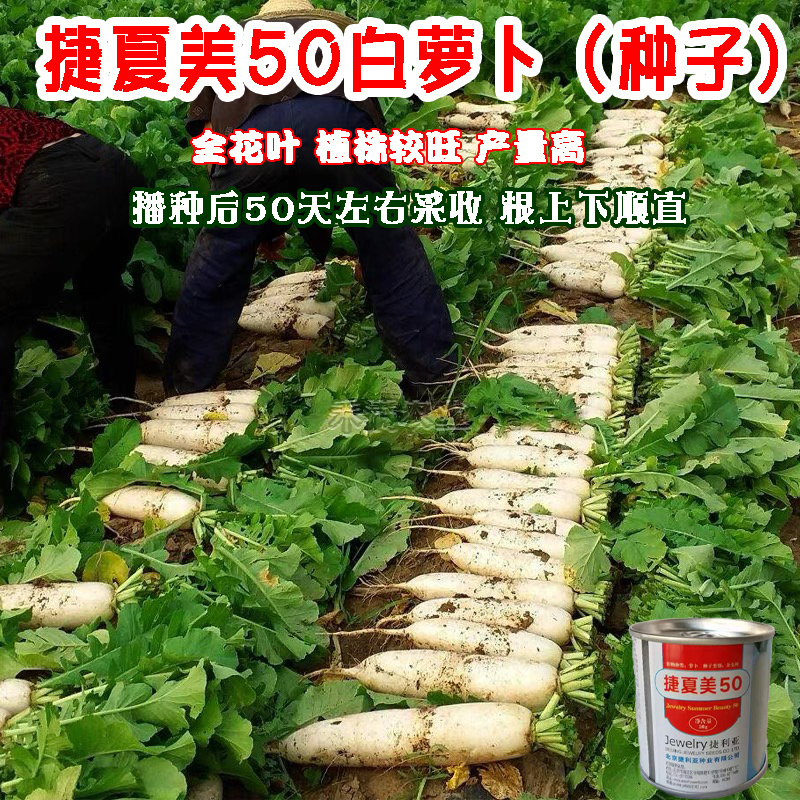 基地夏秋专用50天早熟耐热花叶白萝卜种子捷夏美50萝卜种