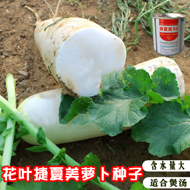 基地夏秋专用50天早熟耐热花叶白萝卜种子捷夏美50萝卜种