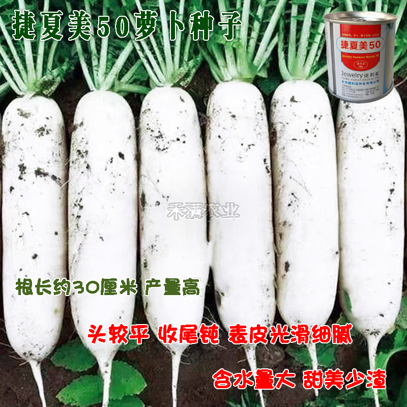 基地夏秋专用50天早熟耐热花叶白萝卜种子捷夏美50萝卜种