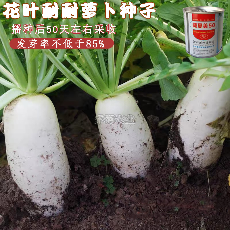 基地夏秋专用50天早熟耐热花叶白萝卜种子捷夏美50萝卜种