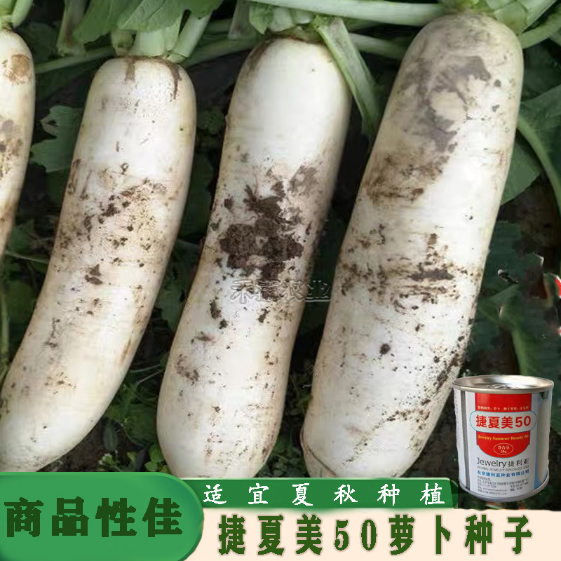 基地夏秋专用50天早熟耐热花叶白萝卜种子捷夏美50萝卜种