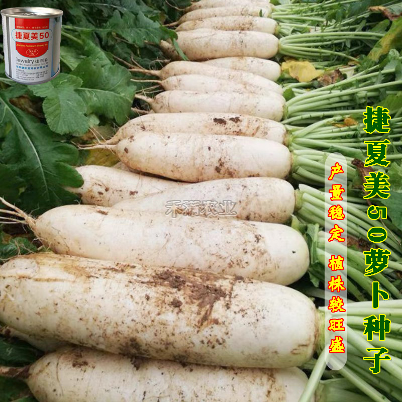 基地夏秋专用50天早熟耐热花叶白萝卜种子捷夏美50萝卜种