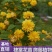 棣棠小苗绿篱色块苗黄色重瓣棣棠花苗耐寒冬易活工绿化苗木
