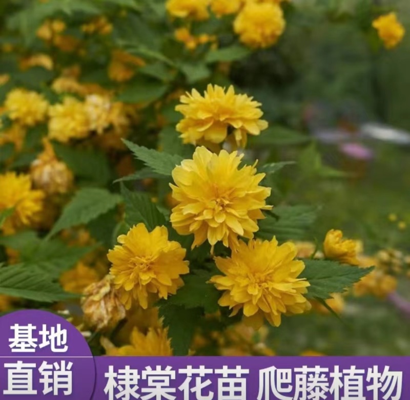 棣棠小苗绿篱色块苗黄色重瓣棣棠花苗耐寒冬易活工绿化苗木