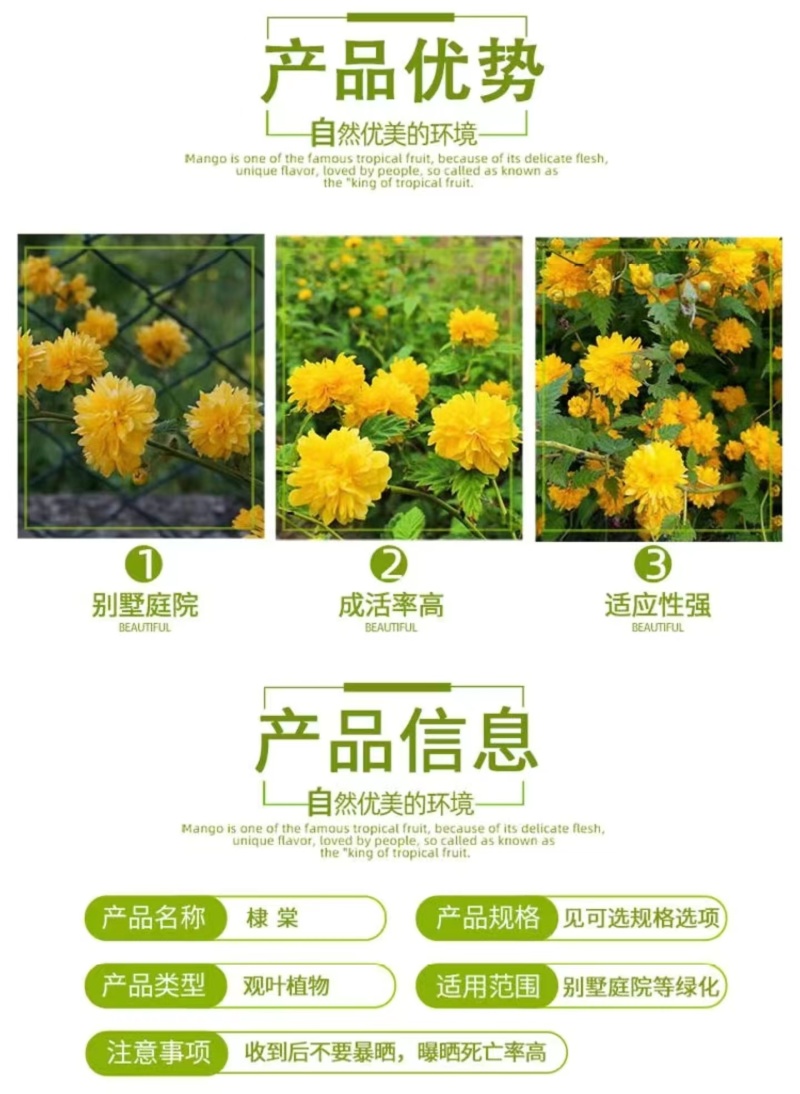 棣棠小苗绿篱色块苗黄色重瓣棣棠花苗耐寒冬易活工绿化苗木