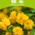 棣棠小苗绿篱色块苗黄色重瓣棣棠花苗耐寒冬易活工绿化苗木